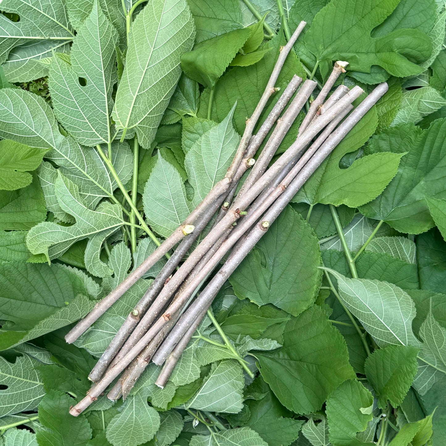 Mulberry