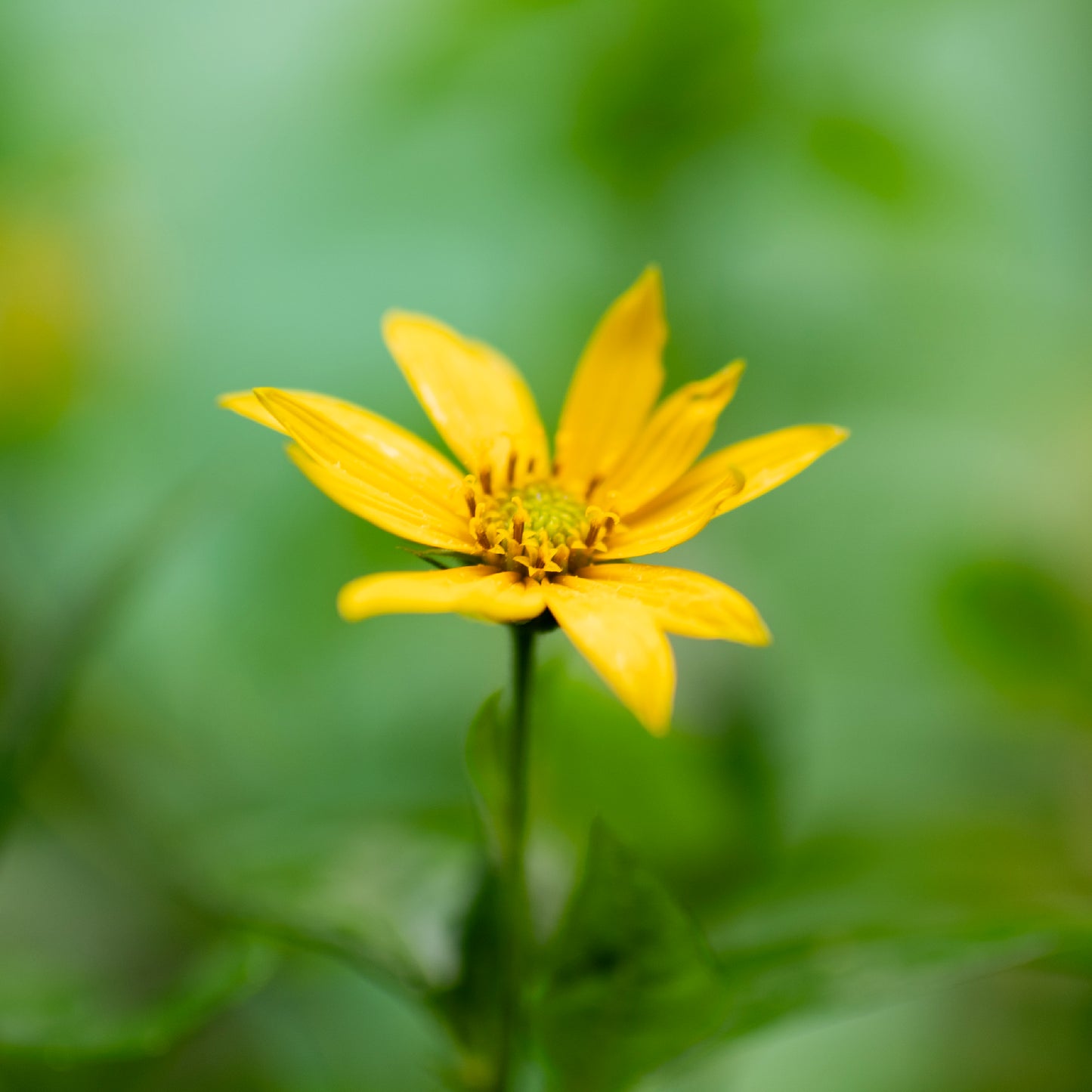Sunchoke (Jerusalem Artichoke)