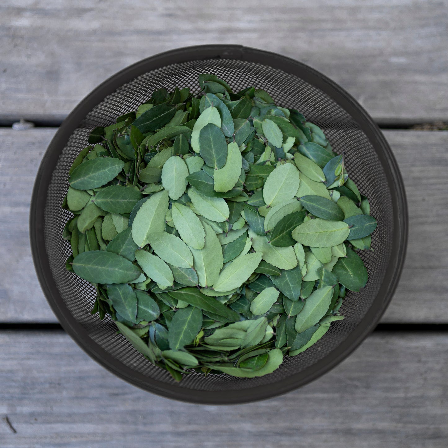 Textea Yaupon Tea