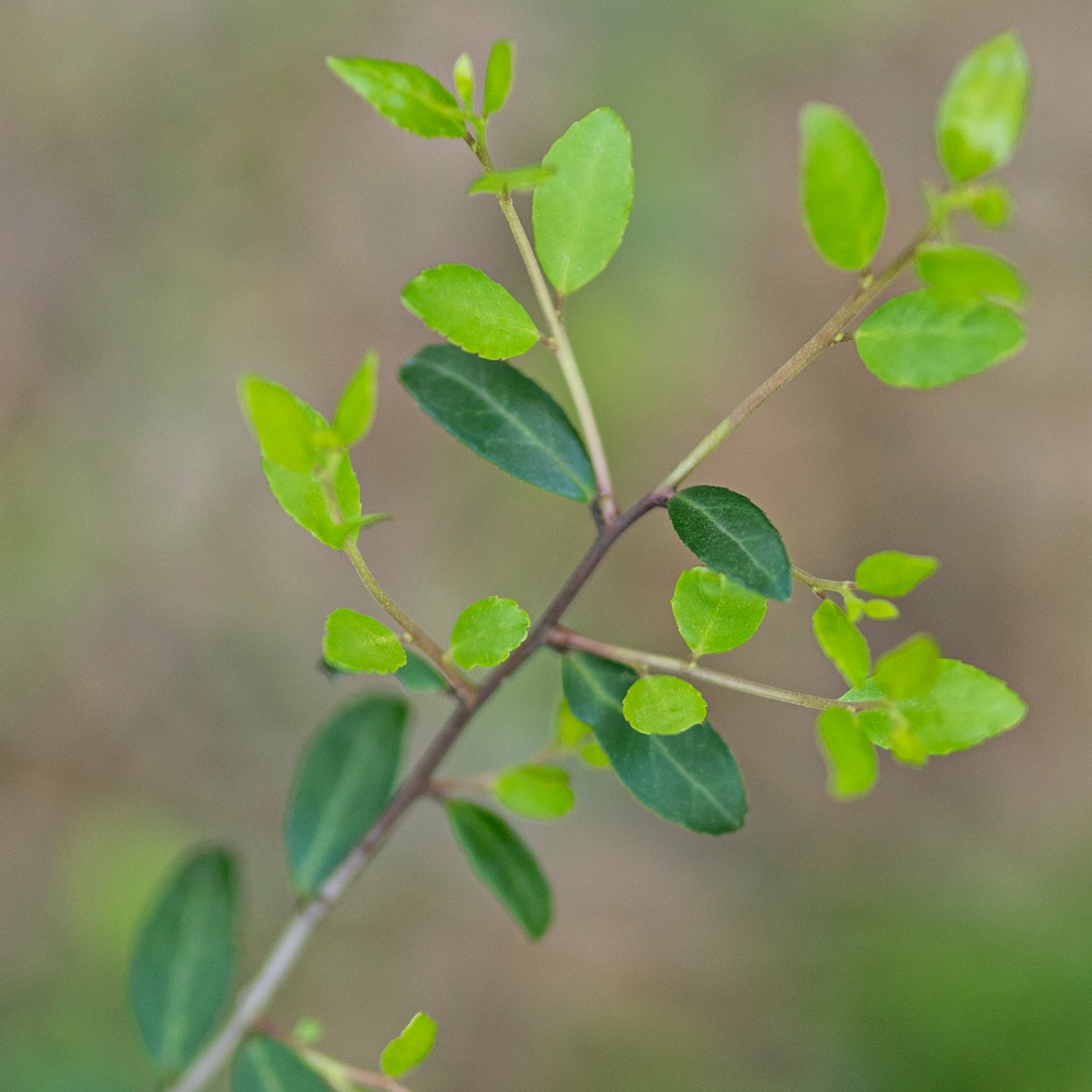 Textea Yaupon Tea