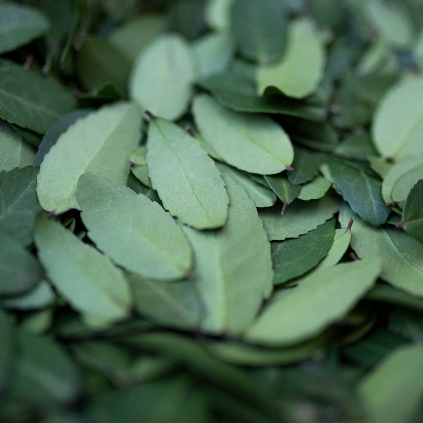 Textea Yaupon Tea