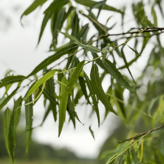 Black Willow