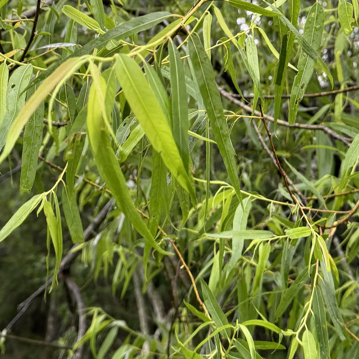 Black Willow