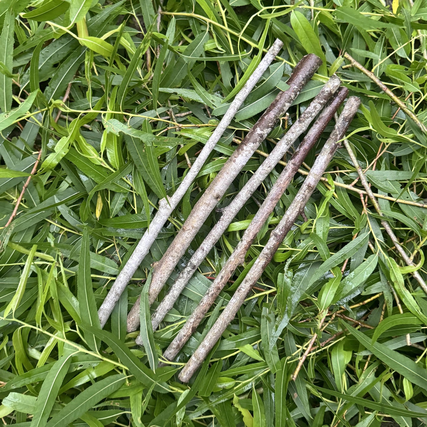 Black Willow