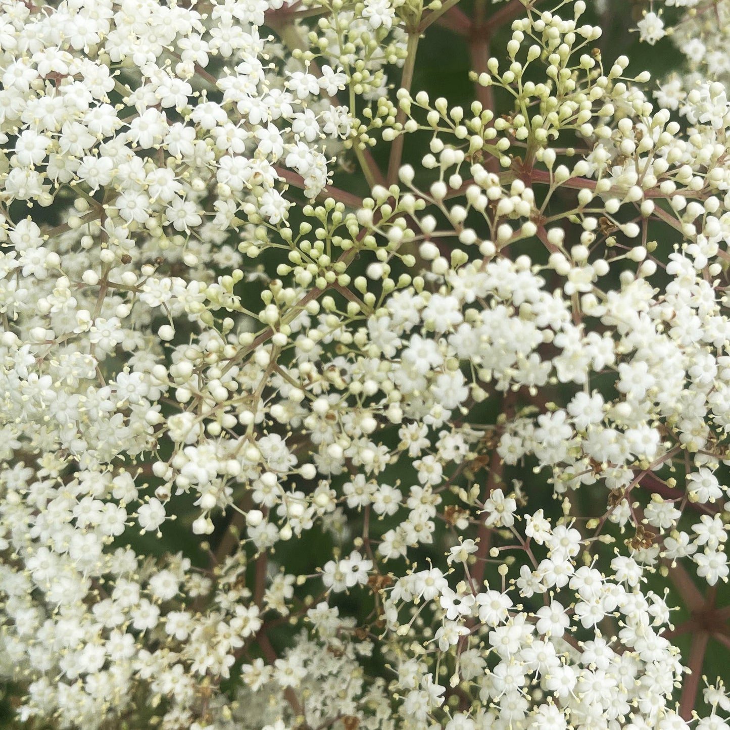 Elderberry
