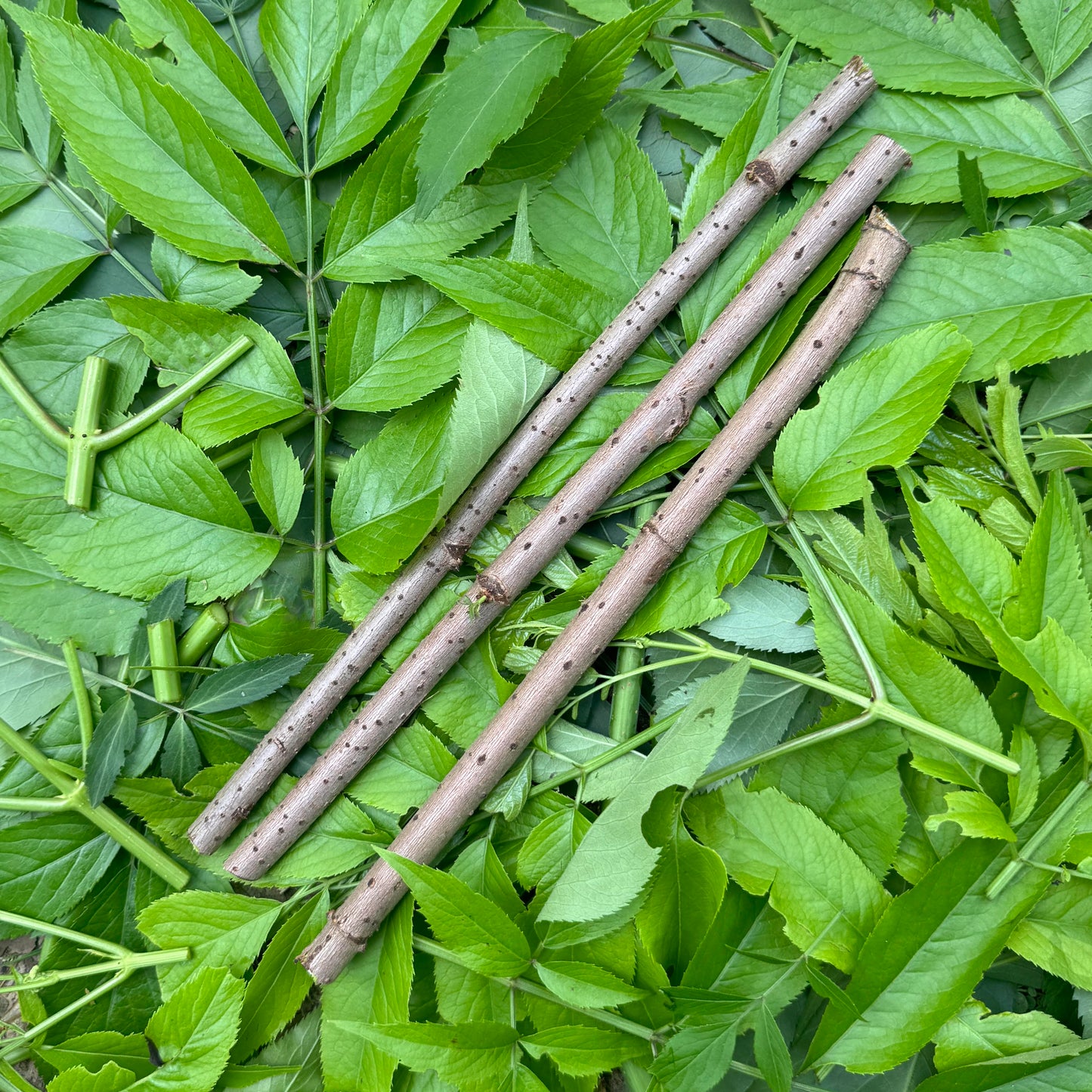 Elderberry