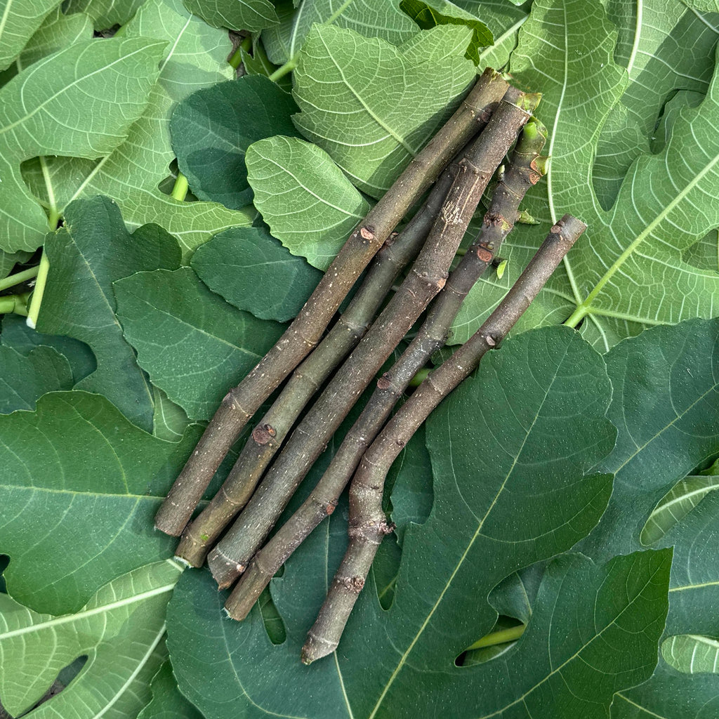 Fig