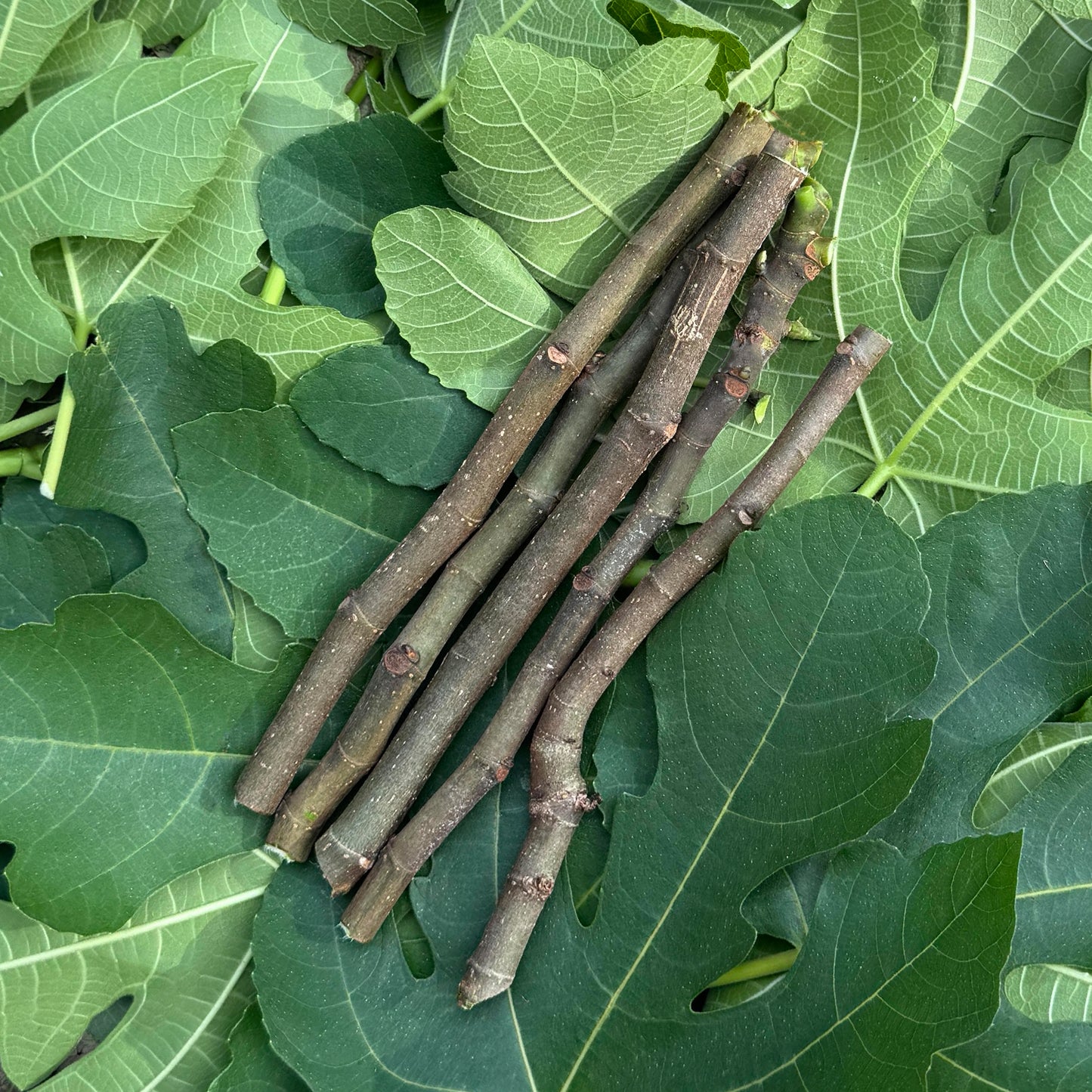 Fig