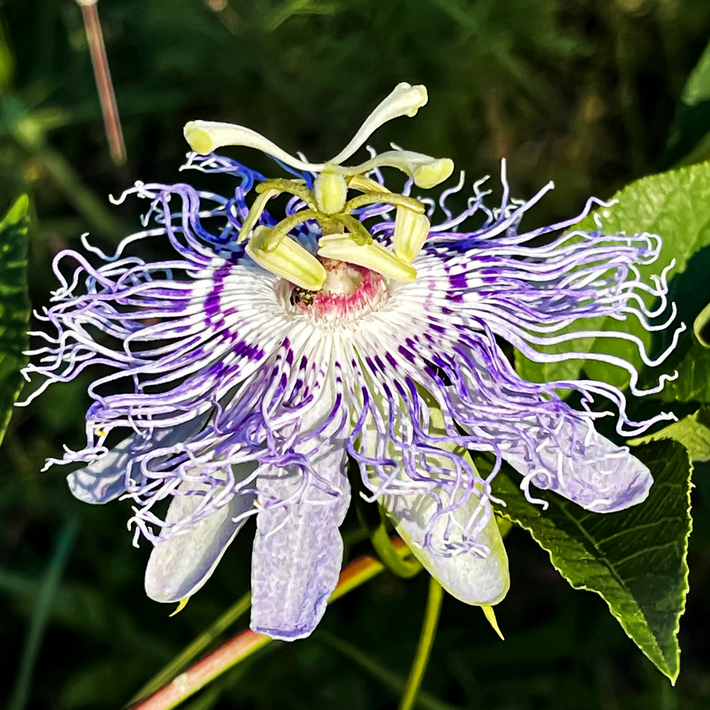 Maypop Passionfruit
