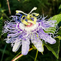 Maypop Passionfruit