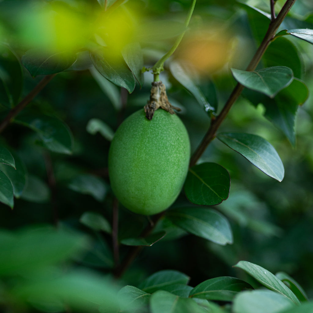 Maypop Passionfruit