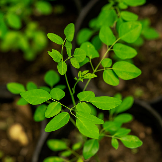 Moringa