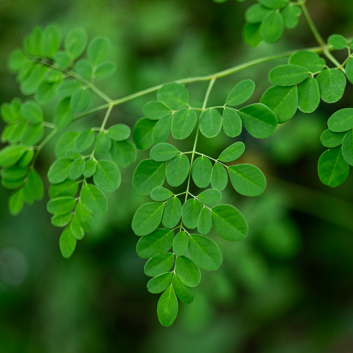 Moringa