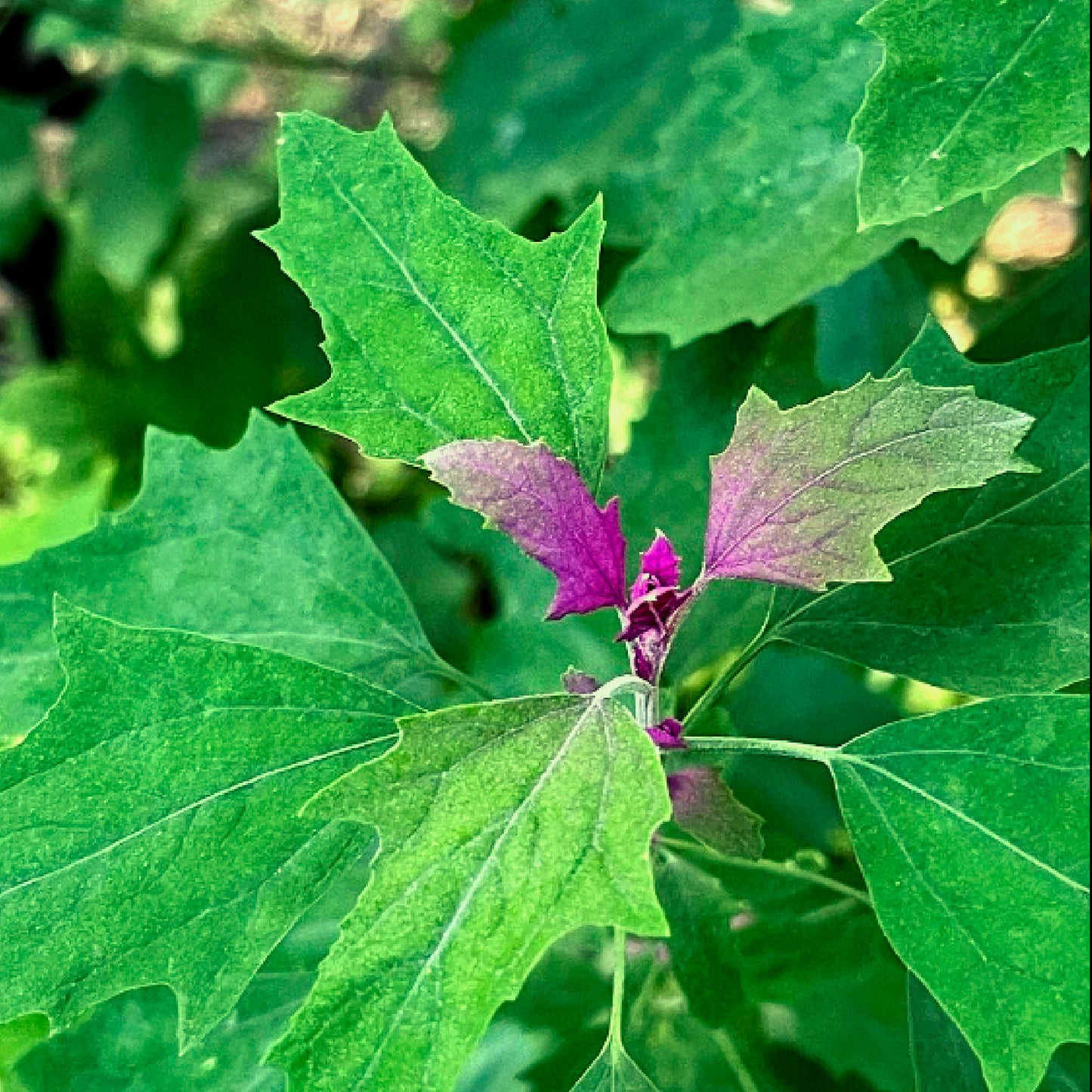 Giant Purple Lambsquarter