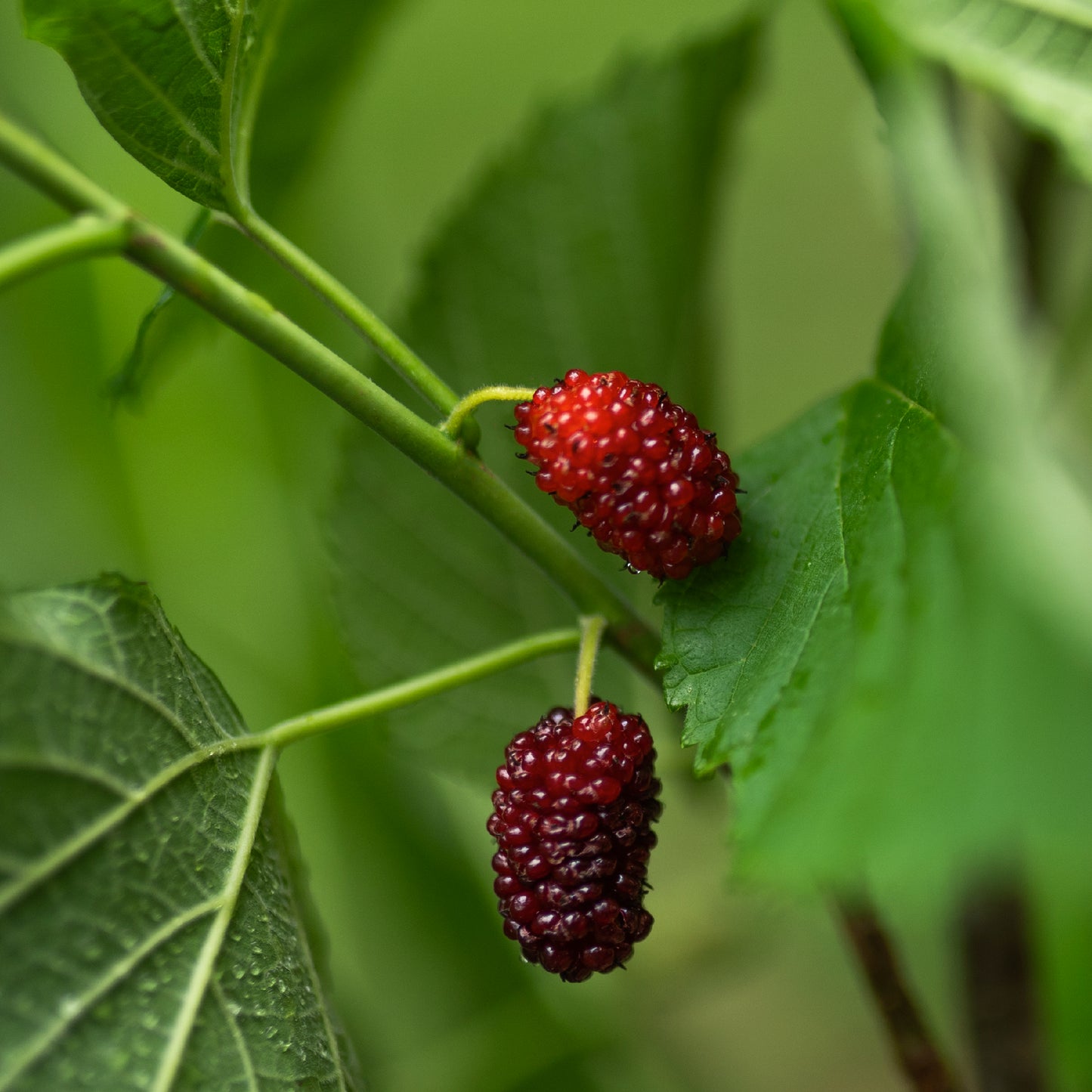 Mulberry