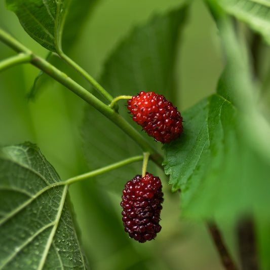 Mulberry