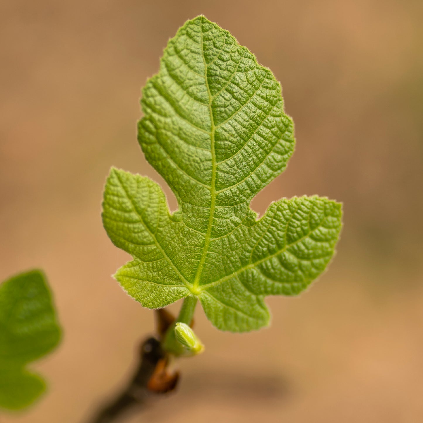 Fig