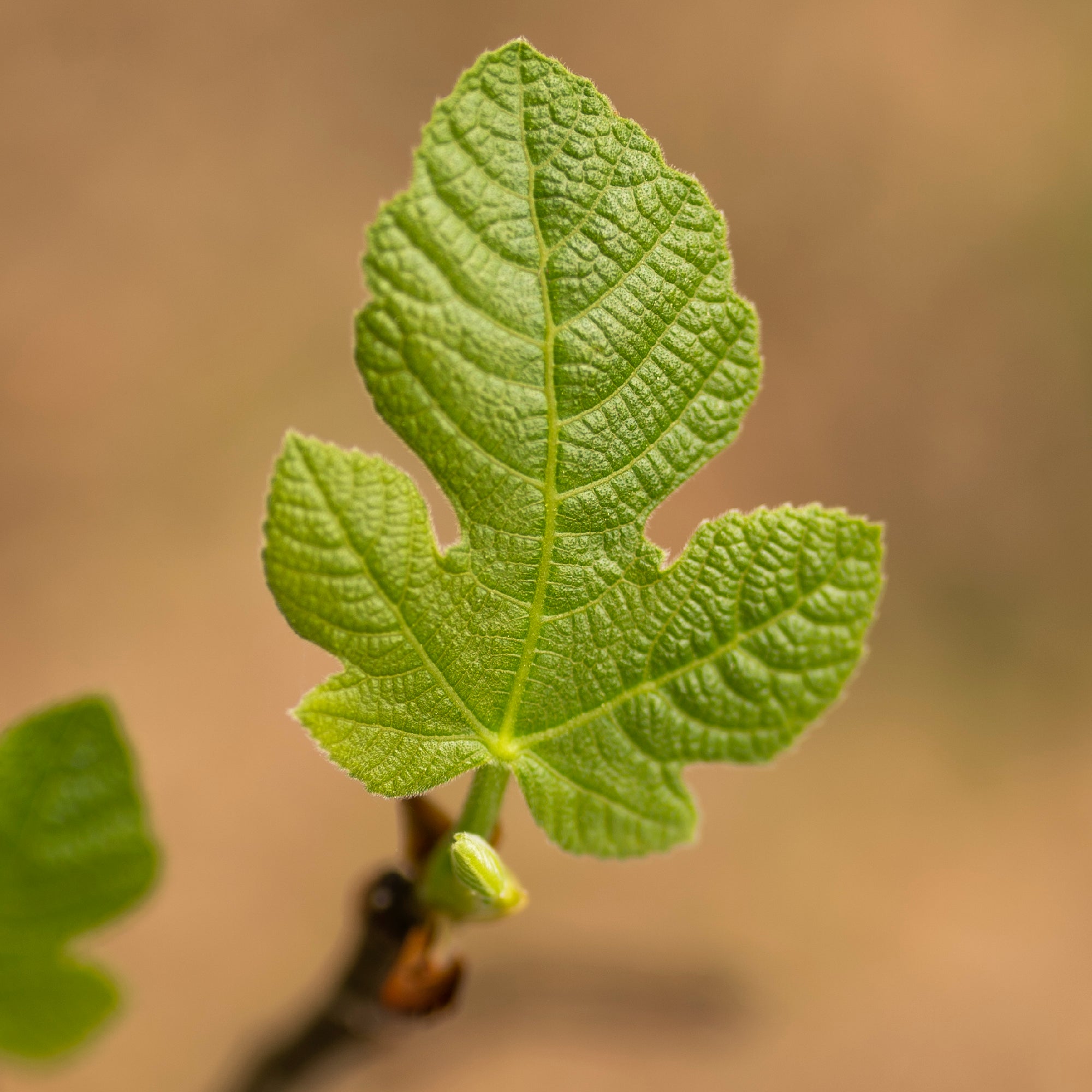 Fig