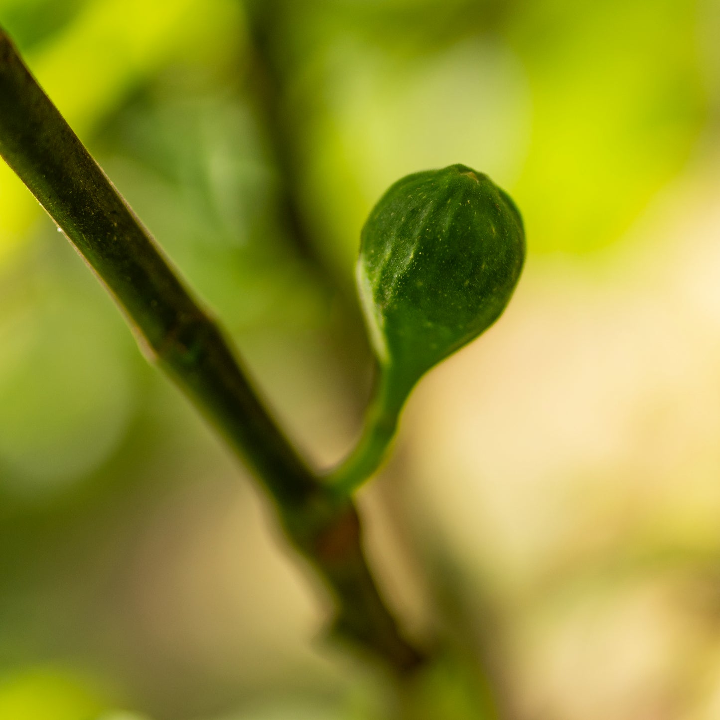 Fig