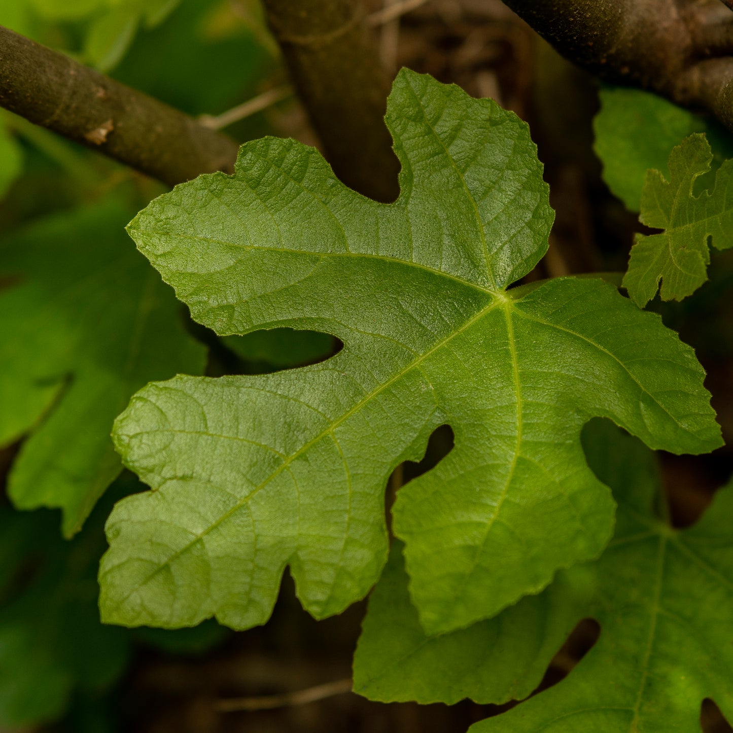 Fig