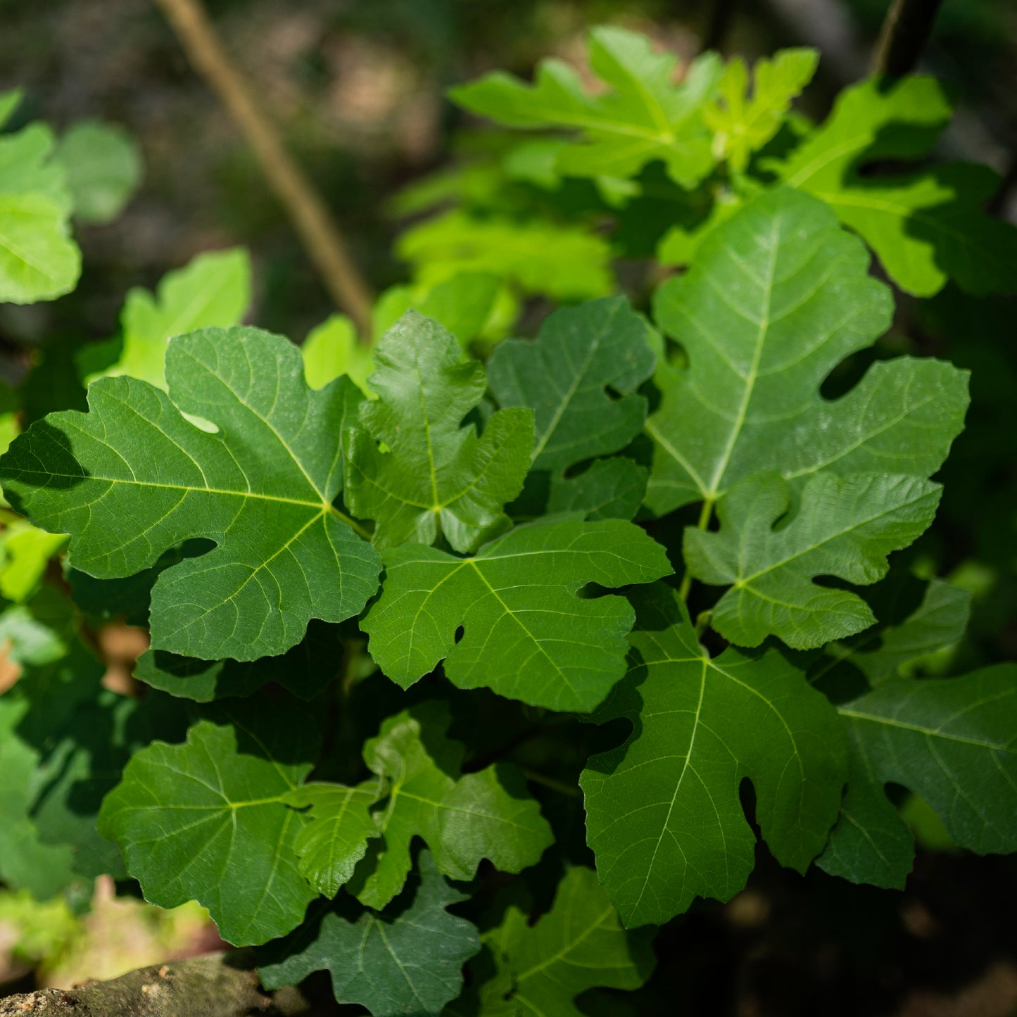 Fig