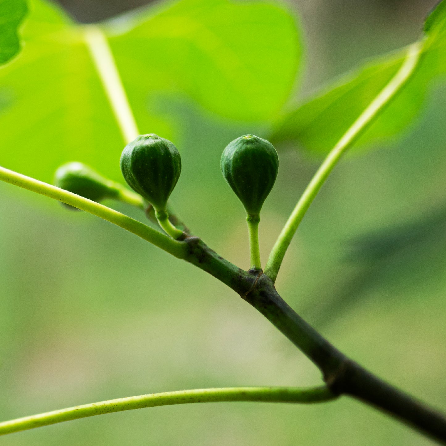 Fig