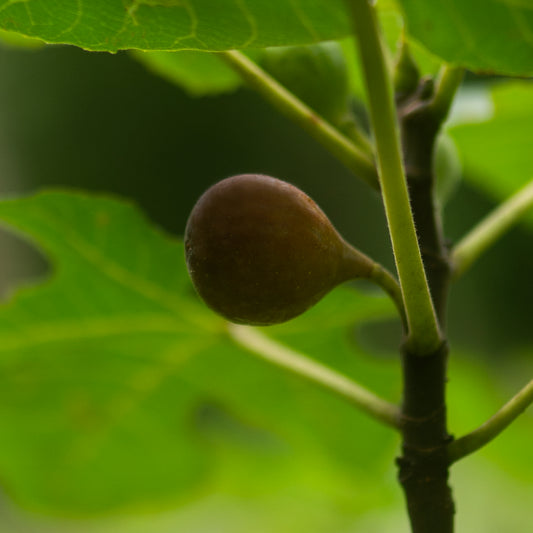 Fig